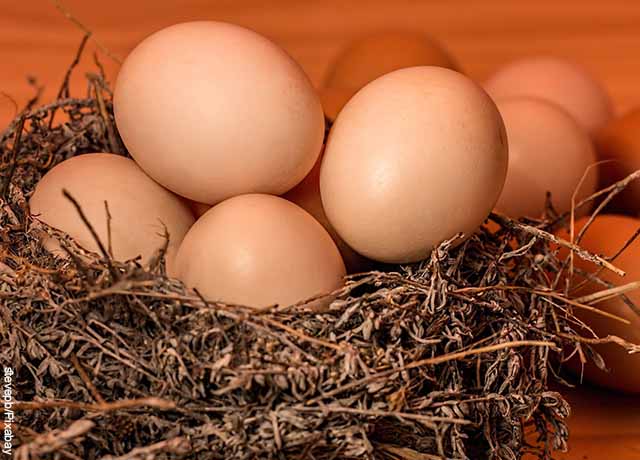 Foto de varios huevos en un nido