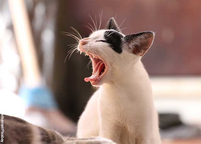 Foto de un gato pequeño bostezando que revela qué significa soñar con pulgas