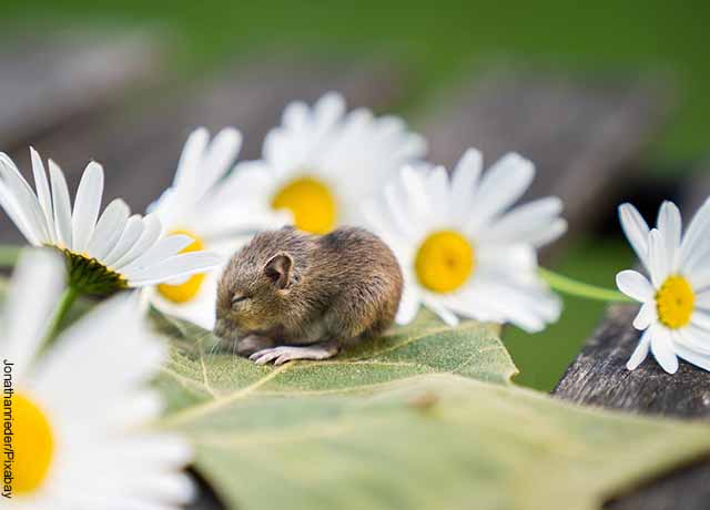 Foto de un roedor encima de una hoja