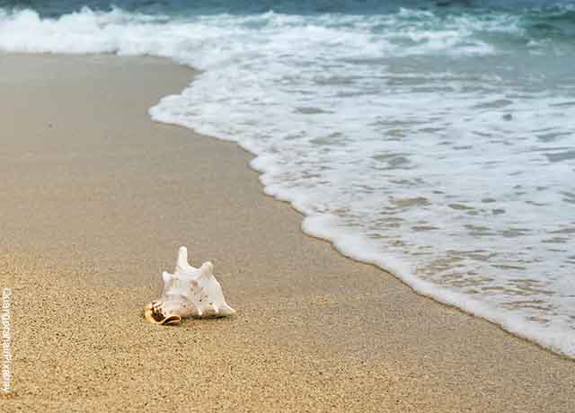 Foto de una concha en la playa que revela lo que es soñar con arena