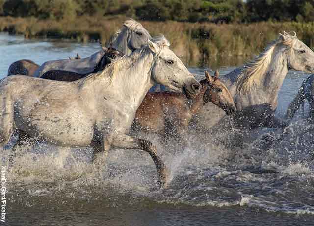 Foto de varios caballos corriendo en el agua
