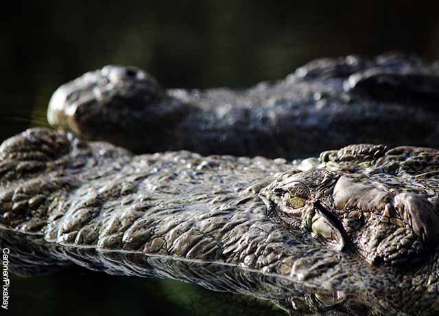 Foto de la trompa de un cocodrilo
