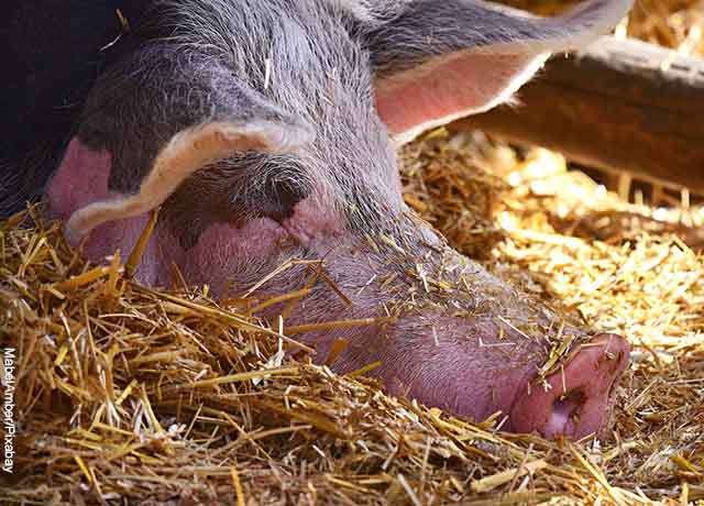 Foto de la cara de un cerdo acostado en paja
