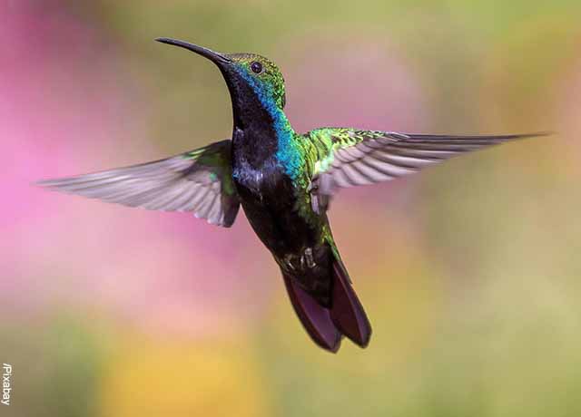 Foto de un colibrí volando