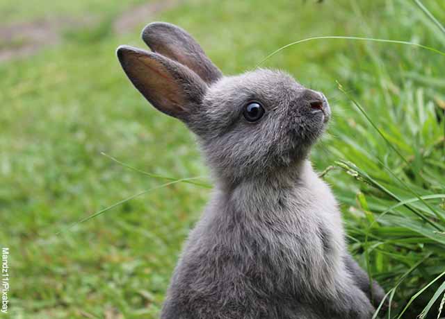 Foto de un conejo gris en un pastal