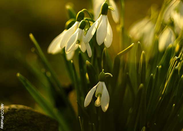 Foto de flores blancas marchitas
