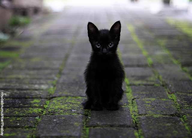 Foto de un pequeño gato negro sentado en la vía