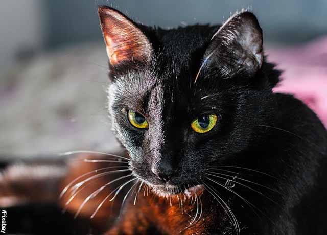 Foto de la cara de un felino que revela lo que es soñar con gato negro