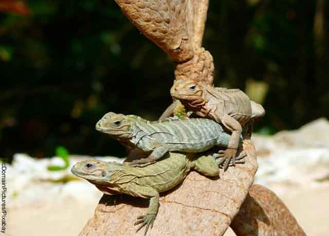 Foto de tres iguanas sobre un tronco