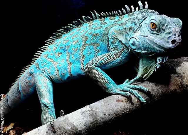 Foto de una iguana azul sobre un árbol que muestra lo que es soñar con iguanas