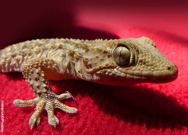 Foto de una lagartija pequeña sobre una tela roja