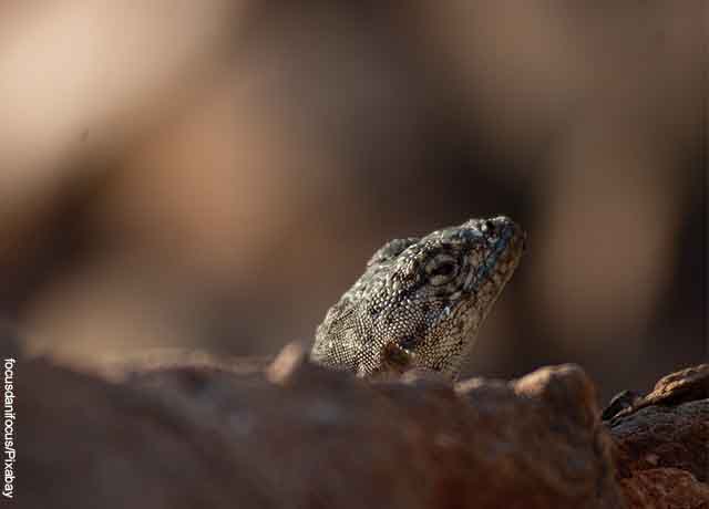 Foto de una lagartija sobre una piedra