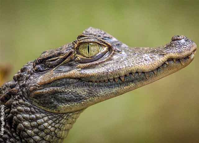 Foto de la cara de un caimán que revela lo que es soñar con lagartos