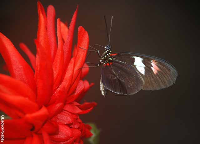 Foto de una mariposa café sobre una planta roja