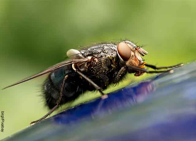 Foto de un insecto sobre una superficie azul que revela lo que es soñar con moscas