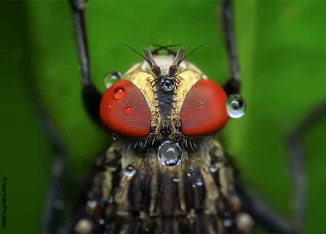 Foto de los ojos de un insecto