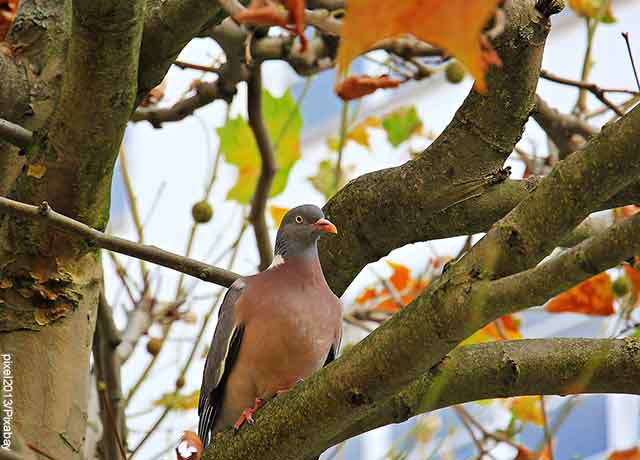 Foto de un ave sobre un árbol que revela lo que es soñar con palomas