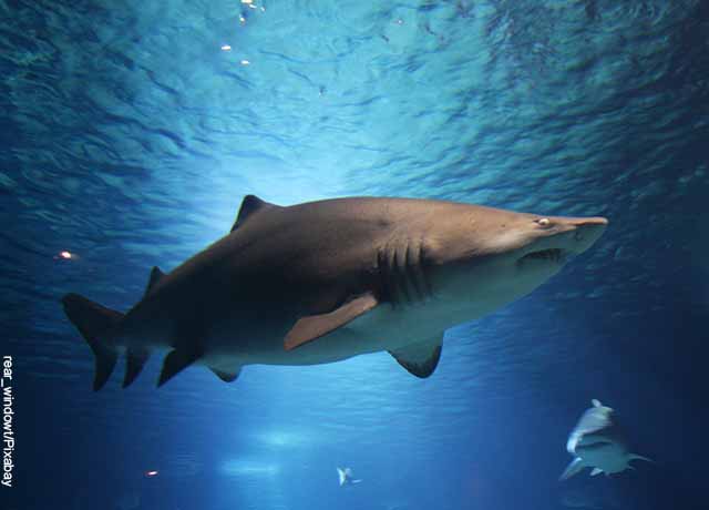 Foto de un tiburón nadando en el mar que revela lo que es soñar con tiburones