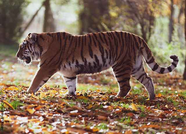 Foto de un tigre caminando por la pradera