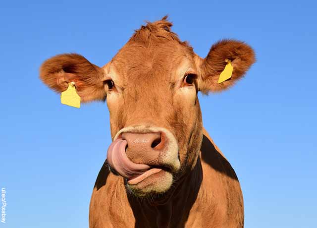 Foto de una vaca que muestra lo que es soñar con vacas
