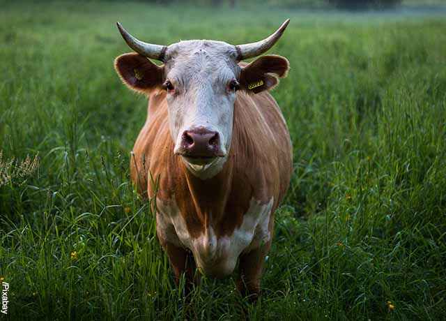 Foto de una vaca en el pasto que revela lo que es soñar con vacas