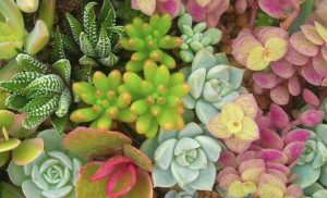 Variedades de suculentas, ¡todo lo que debes saber de estas plantas!