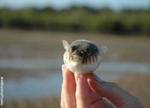 Qué significa soñar con pescados, ¡buena suerte! - Vibra