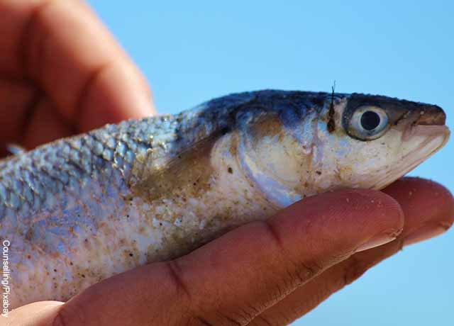 Foto de un pescado plateado que revela qué significa soñar con pescados
