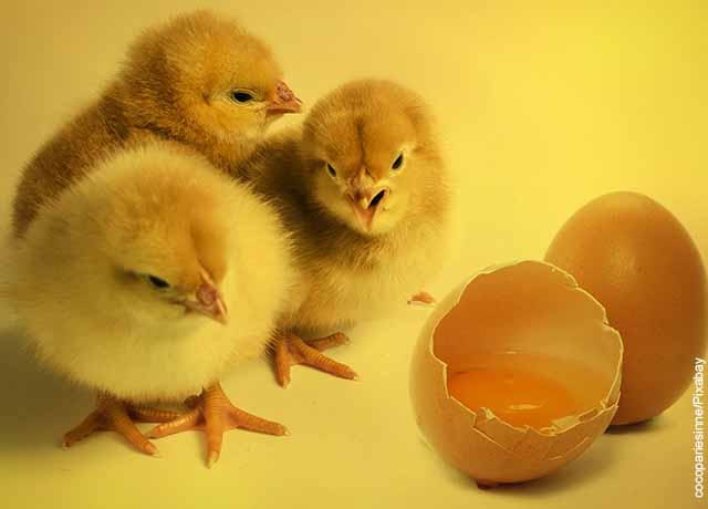 Foto de huevos sobre una mesa con polluelos