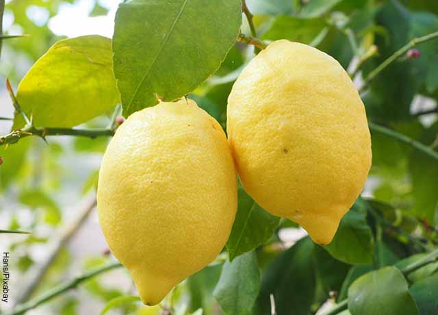 Foto de un árbol limonero
