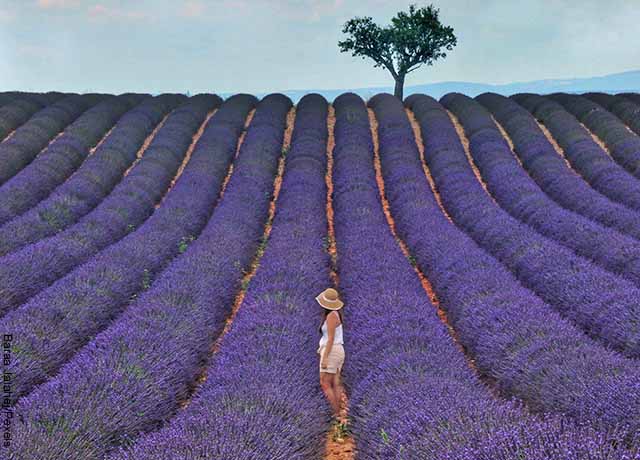 Foto de una mujer en un campo de flores violetas