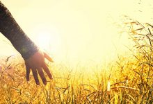 Foto de una persona estirando su mano entre sembrado de trigo que revela el mantra para la tranquilidad
