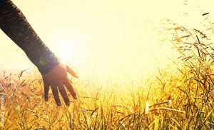 Foto de una persona estirando su mano entre sembrado de trigo que revela el mantra para la tranquilidad