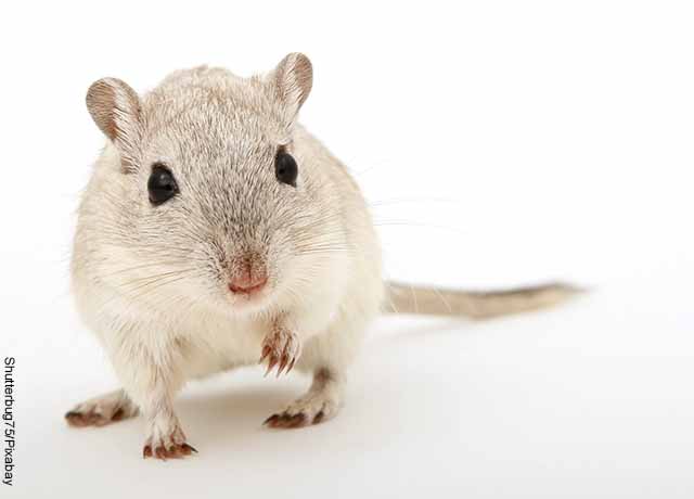 Foto de un roedor sobre una mesa que revela lo que es soñar con ratones blancos