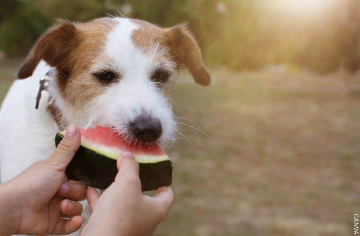 Foto de un perro comiendo patilla