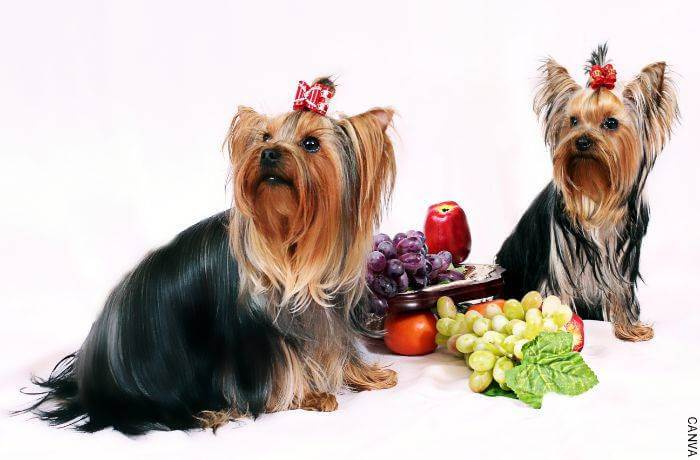 Foto de dos perros al lado de varias frutas