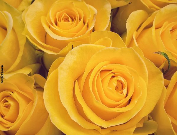 Foto de rosas amarillas