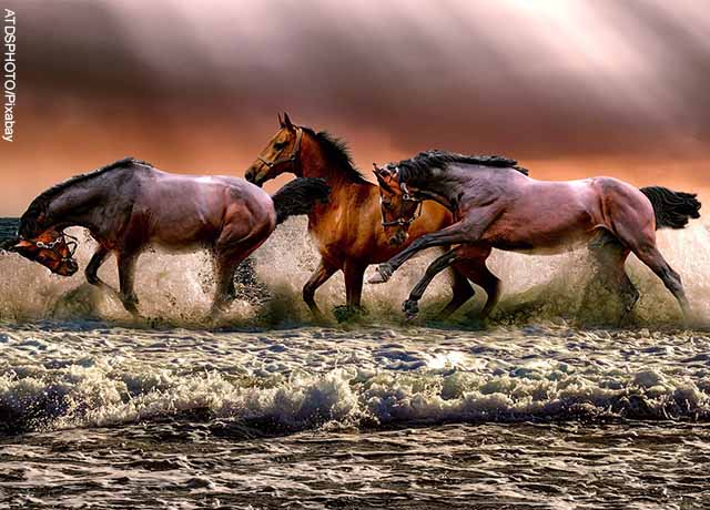 Foto de corceles corriendo por el agua que revela lo que es soñar con caballos