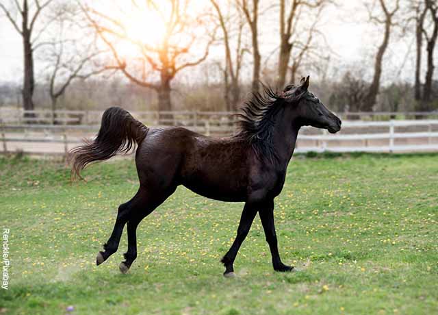 Foto de un caballo negro corriendo