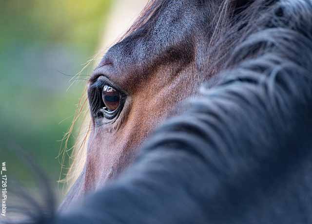 Foto de la cara de un equino que revela soñar con caballos