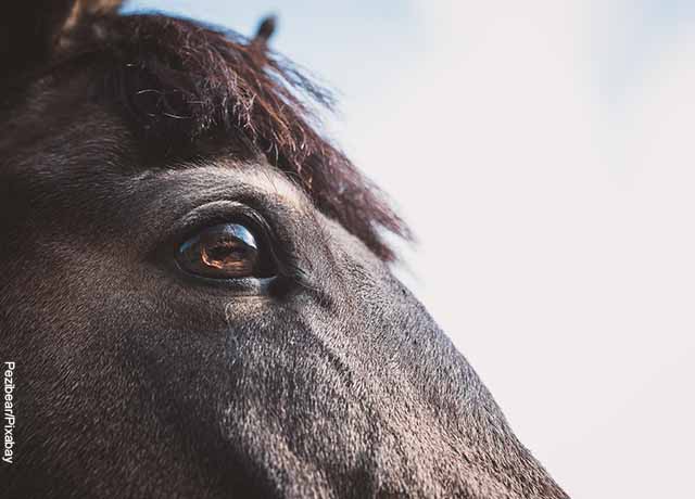 Foto de los ojos de un caballo
