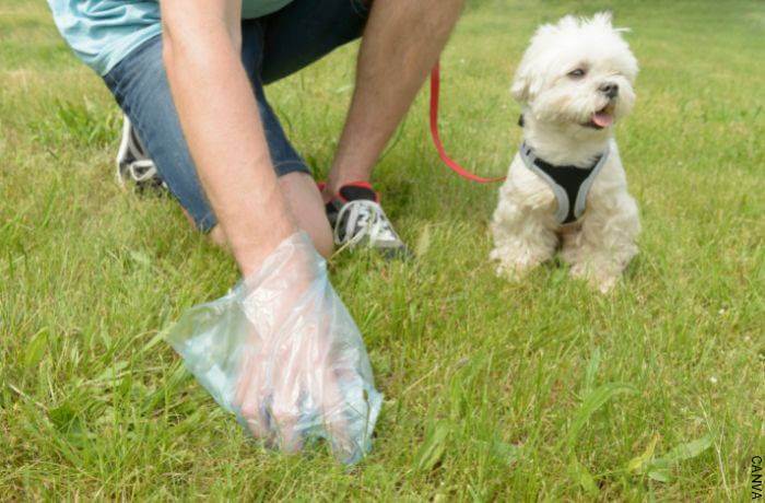 Foto de una persona limpoando las heces de un perro