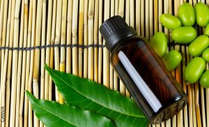 Aceite de neem, ¡muchos beneficios en unas cuantas gotas!