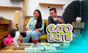 Gatolatte, el lugar favorito de los amantes de los gatos y el café