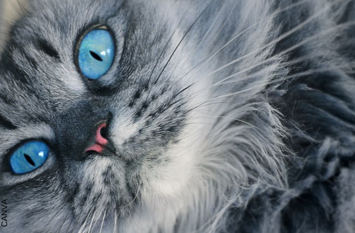 Foto de un gato gris con ojos azules