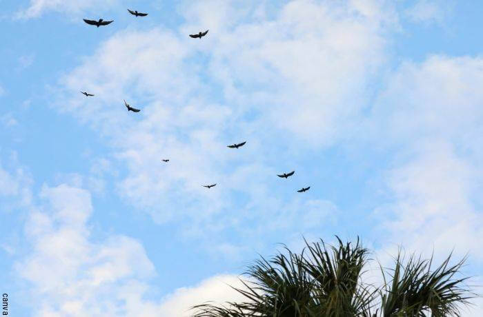 Foto de buitres volando en el cielo