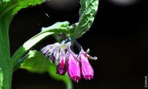 Tipos de plantas: suelda consuelda y sus beneficios