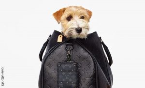 Bolso Louis Vuitton para bolsas de heces de mascotas, ¡cuesta una fortuna!