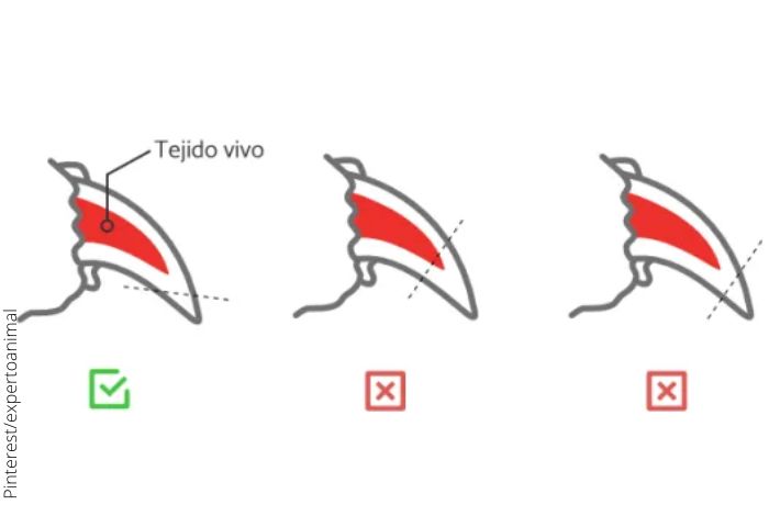 Ilustración de la forma correcta de cortar las uñas de los gatos