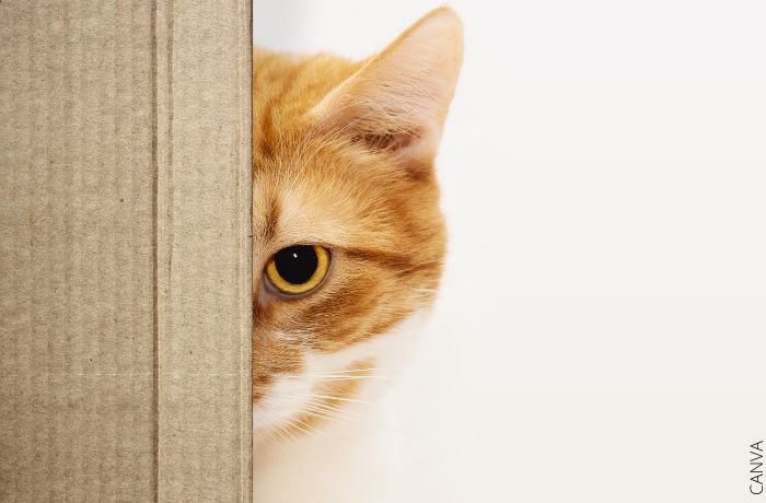 Foto de un gato amarillo detrás de un cartón